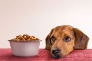 dog_food_treats